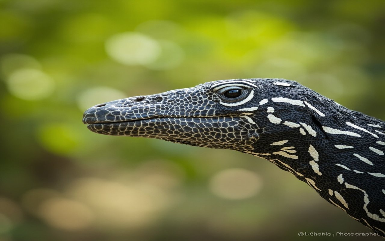 Close-up of an Argentine black and white tegu head, showing the banded black and white pattern and the heavy jaw, photographed in profile.