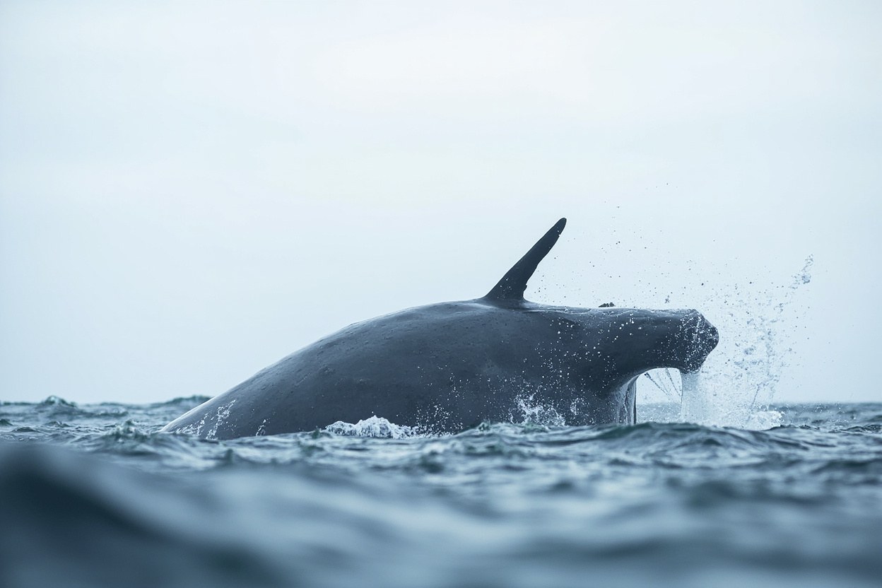 A long grey fin whale breaches at the surface against a pale open ocean in cool northern daylight