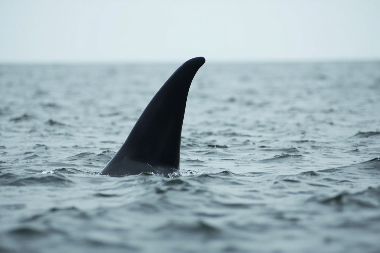 A small cetacean dorsal fin breaking the surface of grey North Sea water under flat daylight