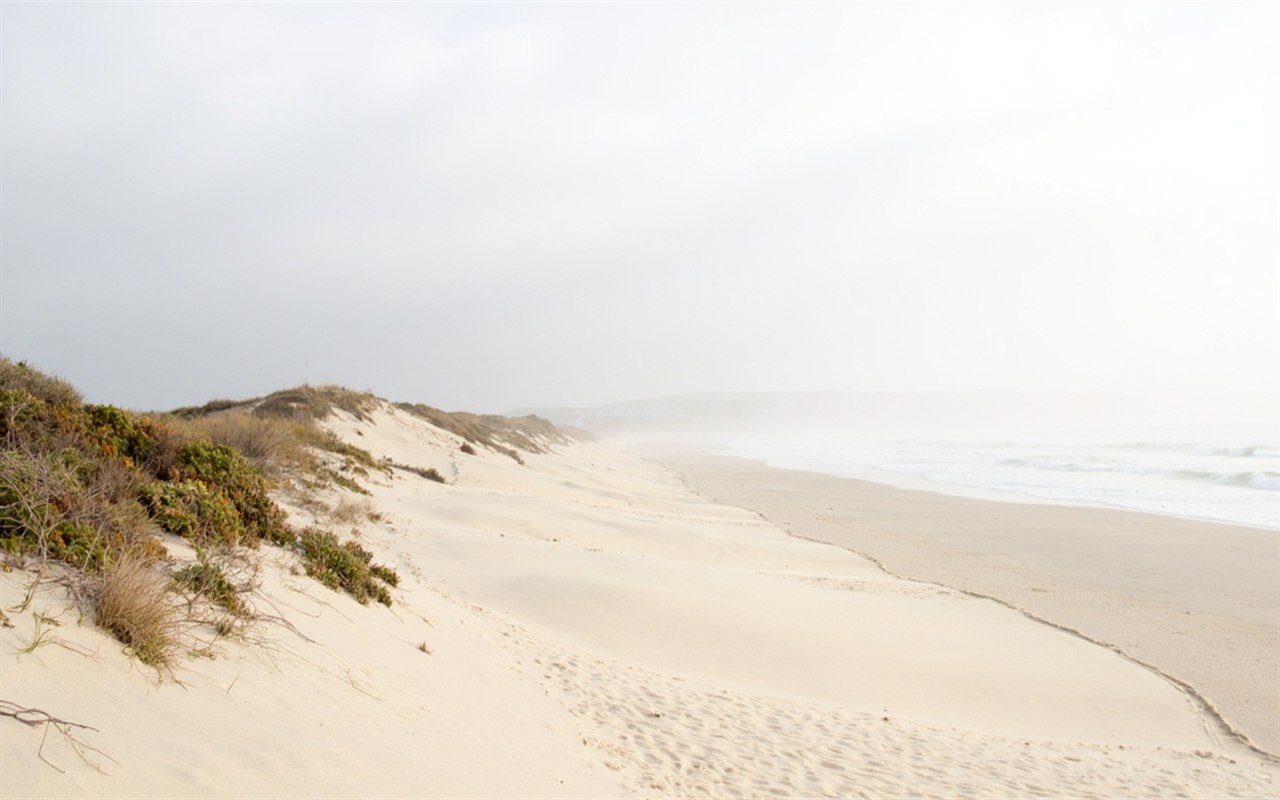 Wide view of a Succulent Karoo coastal dune strip at low fog, showing sparse dune vegetation and pale sand within 12 kilometres of the Atlantic coast.